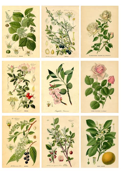 Free Botanical Printables